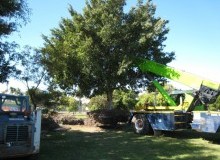 Kwikfynd Tree Management Services
barringtontops