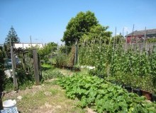 Kwikfynd Vegetable Gardens
barringtontops